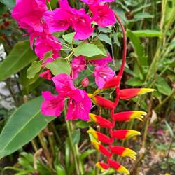 botanischer Garten in Soufriere