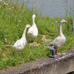 Some geese and goslings that joined us for lunch