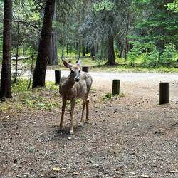 This whitetail doe was curious and very stealth. I wouldn't hear her and then she was there!