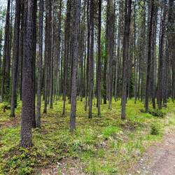 Hiking near Bowman Lake