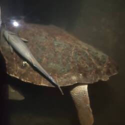 Tortue à Kaleucagiz