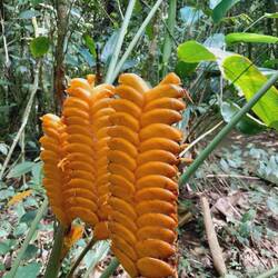 Lustige Pflanzen im botanischen Garten