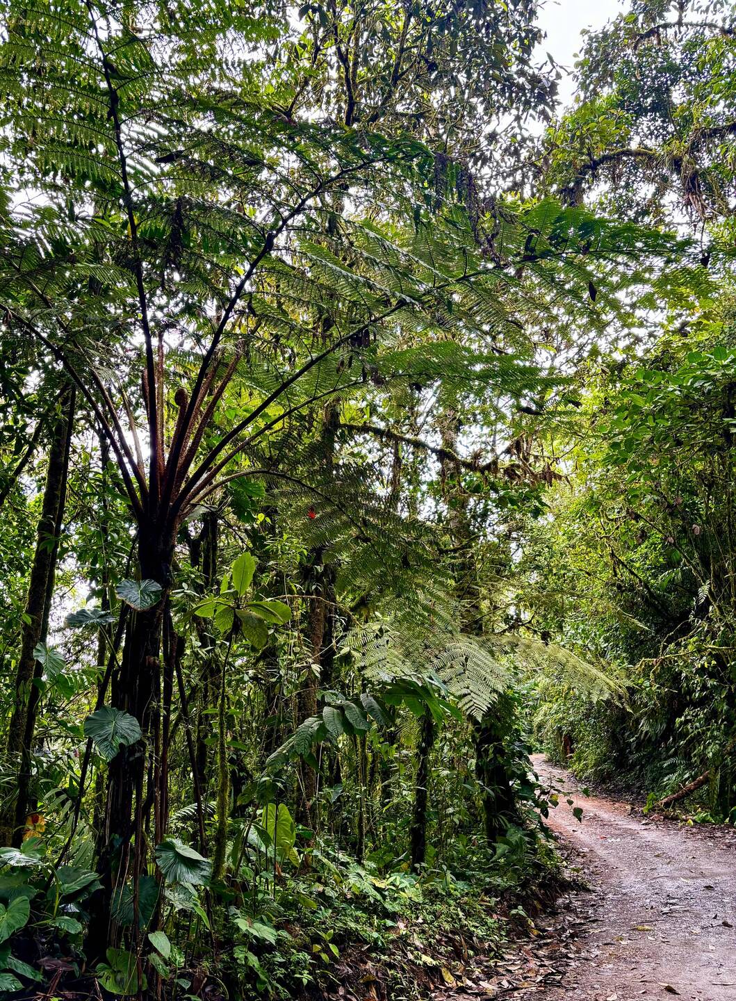 Farnbäume wie aus der Urzeit