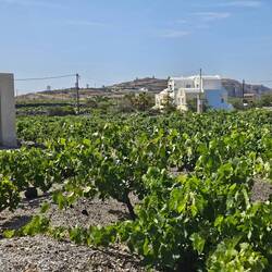 Nous marchons entre les vignes