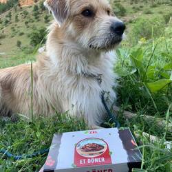 Herr Linguini freut sich über Döner To Go