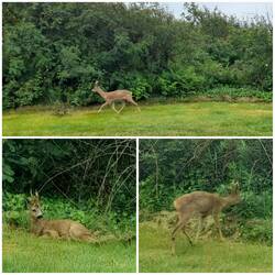 Rehbock "Waldemar" direkt neben unserem Camper
