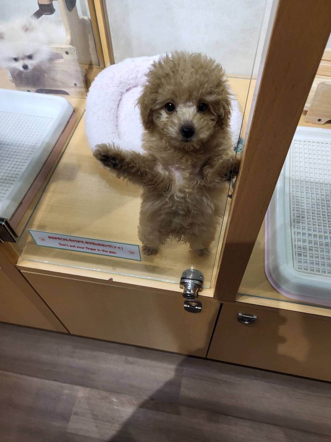 A dog we saw in the animal cafe
