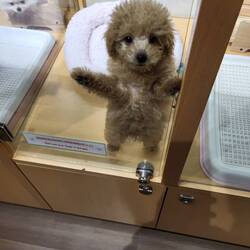 A dog we saw in the animal cafe