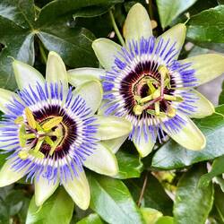 Eine blaue Passionsblume am Wegesrand