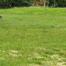 Das erste Rentier. 🤗