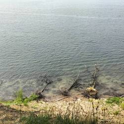 Seht ihr die Bäume im Wasser ?