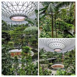 Checking out the indoor jungle at Singapore airport