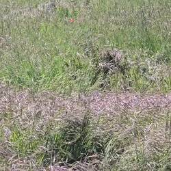 Local villagers taking the kids for a walk! 🐐