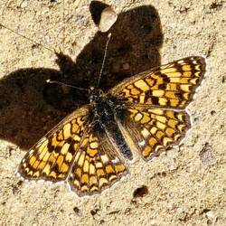 My dancing butterfly friend!