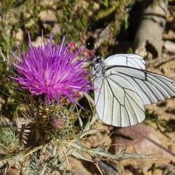 Butterflies everywhere today!