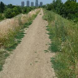 Walking track along the top of the dam walk, Văcărești Nature Park
