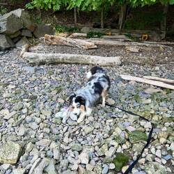 Moki found a toy. A dog toy!