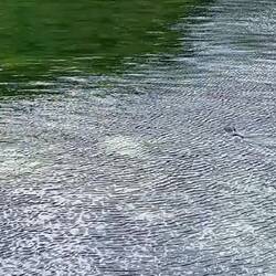 canadische gänse & robby😍