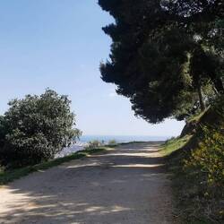 Der Ginster leuchtet in echt viel heller!