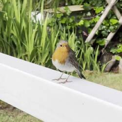 Unser kleiner Begleiter ❤️