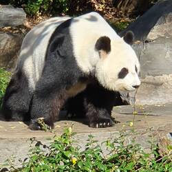 Wang Wang