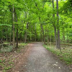 Trail that runs the top of the ledge where most people start. We saw a deer here.