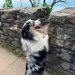 Moki looking out from atop the monument