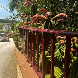 Blooming cactus in Villatuerta