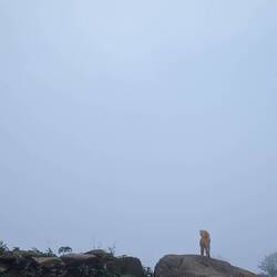 Fog & dog