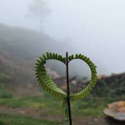 Fern heart made by a mama