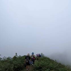 Just fog