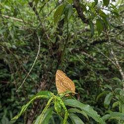 SO many of these butterflies