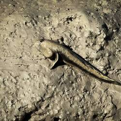 Mudskipper ... Porosus Creek Cruise — Kimberley, WA.