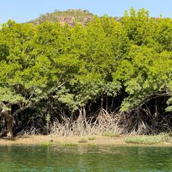 Mangroves ... Porosus Creek Cruise — Kimberley, WA.