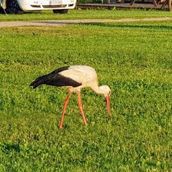 Der Abendstorch am Campingplatz