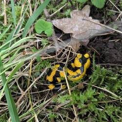 Feuersalamander