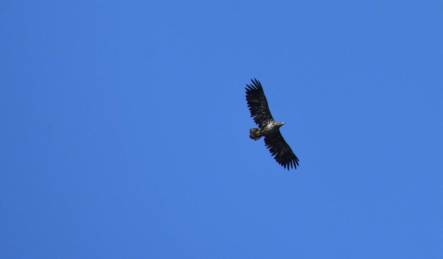 See adler der beim Aussteigen aus dem Womo gerade über unseren Köpfen vorbei flog