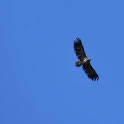 See adler der beim Aussteigen aus dem Womo gerade über unseren Köpfen vorbei flog