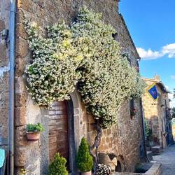 Der Toskansiche Sternjasmin betört seit Tagen unsere Sinne