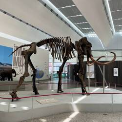Mammoth