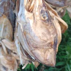 Werden getrocknet und für Fischsuppe verwendet