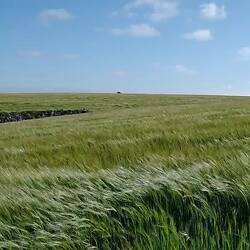 Windy day on the Meseta.