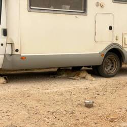 3 von den 20 Hunden suchen Schutz unter Molly vor dem Regen 🌧️🚐🐕