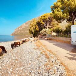 Begrüßung am Morgen ☀️🐏🐑🚐