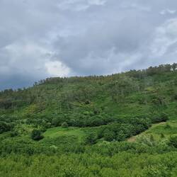 Grüne Landschaft