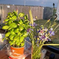 Versorgungs-Halt am Camping Vesterhavn