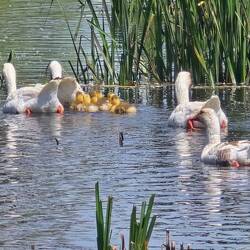 See the bubba's! 💜