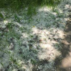 This is everywhere... flying around like snow! But no hayfever reaction 👌