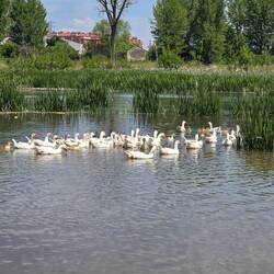 Biggest geese family ...so cute (see video)