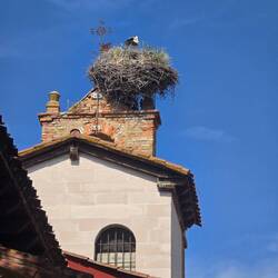 More storks on Church top